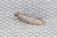 Urodeta hibernella