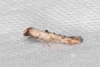 Epermenia aequidentella
