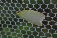 Tortrix viridana