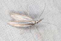 Pleurota ericella