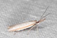 Pleurota ericella