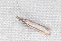 Pleurota ericella