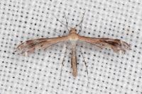 Stangeia siceliota