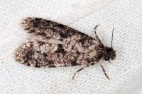 Morophaga morella