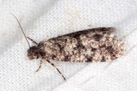 Morophaga morella