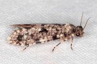 Morophaga morella