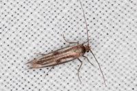 Parahyponomeuta egregiella