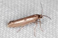 Parahyponomeuta egregiella