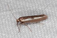 Parahyponomeuta egregiella