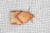 Clepsis consimilana