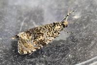 Celypha lacunana