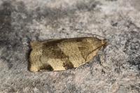 Choristoneura hebenstreitella