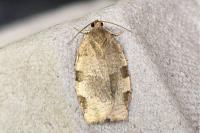 Choristoneura hebenstreitella