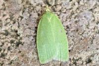 Tortrix viridana