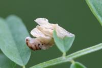 Coleophora colutella