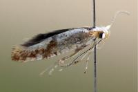 Argyresthia sorbiella