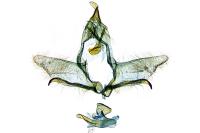 Cnephasia pasiuana