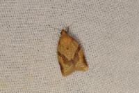 Clepsis consimilana