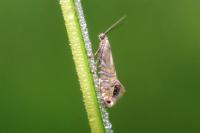 Glyphipterix thrasonella