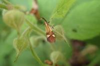 Alabonia geoffrella