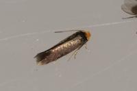 Stigmella