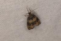 Piniphila bifasciana