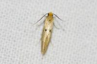 Tinea trinotella