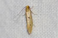 Tinea trinotella