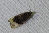 Hedya ochroleucana