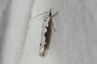 Ethmia bipunctella
