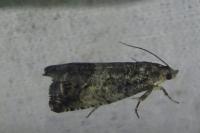 Cydia splendana