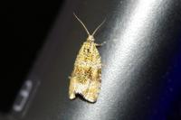 Celypha lacunana