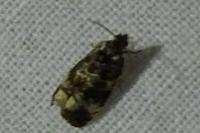 Endothenia