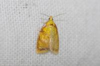 Acleris bergmanniana