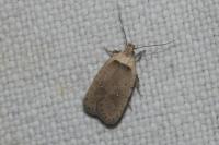 Agonopterix