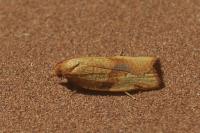 Lozotaenia cupidinana