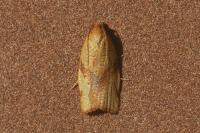 Lozotaenia cupidinana