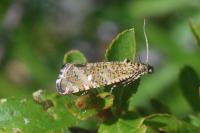 Olethreutes stibiana