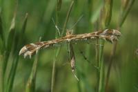 Oxyptilus