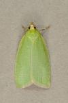 Tortrix viridana