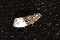 Hedya nubiferana
