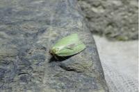 Tortrix viridana