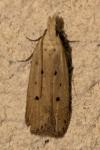 Nothris verbascella