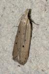 Nothris verbascella