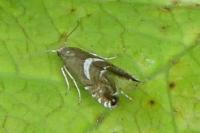 Glyphipterix forsterella