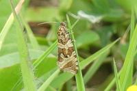 Celypha rivulana
