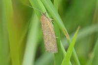 Aphelia viburnana