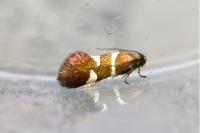 Antispila metallella