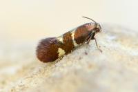 Antispila metallella