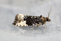 Hedya pruniana